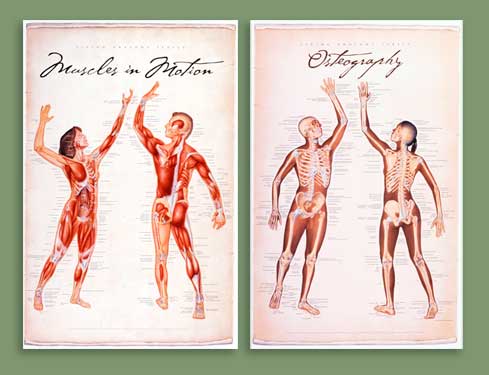 human anatomy chart. Living Anatomy charts