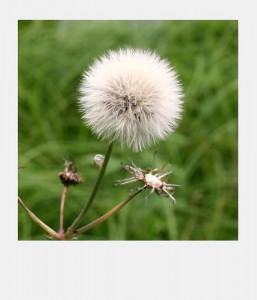 dandelion 257x300 Spring is here. So are my allergies.