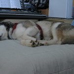 dog sleeping 150x150 Why Sleeping on the Right Side is Healthier MS