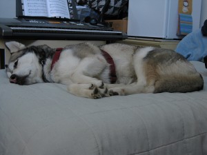 dog sleeping 300x225 dog sleeping